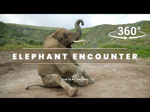 Elephant Encounter in 360° | Virtual Safari Experience | Explore Africa