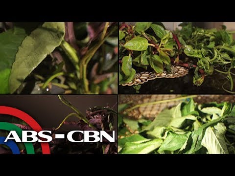Pambalot ng slimming presyo Ang pinaka-mahusay sport na mawalan ng timbang