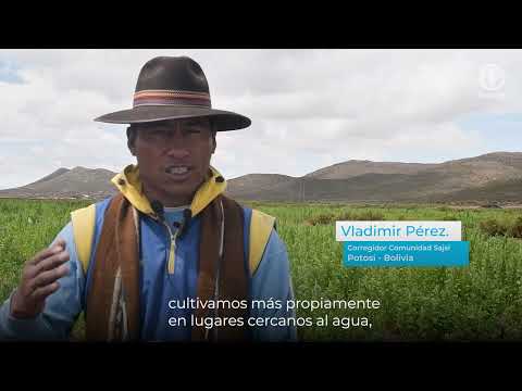 Medidas de acciones anticipatorias frente a la sequía en la producción de quinua en Oruro y Potosí