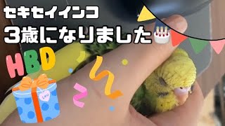 6 mother parakeets are now 3 years old