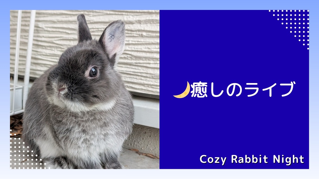 ねむねむうさぎの夜 🐇癒しのうさぎライブ｜Cozy Rabbit Night