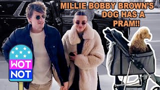 Millie Bobby Brown and Fiancé Jake Bongiovi Seen With Adorable Dog Winnie in a Pram!!