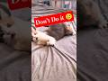 Cats Funny Video Viralshorts Trendingshorts