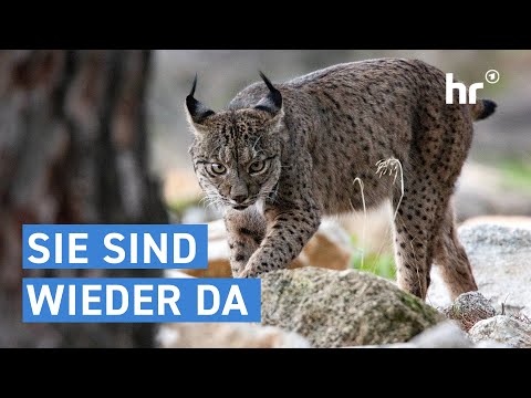 Lynxes are back in German forests | everything you need to know