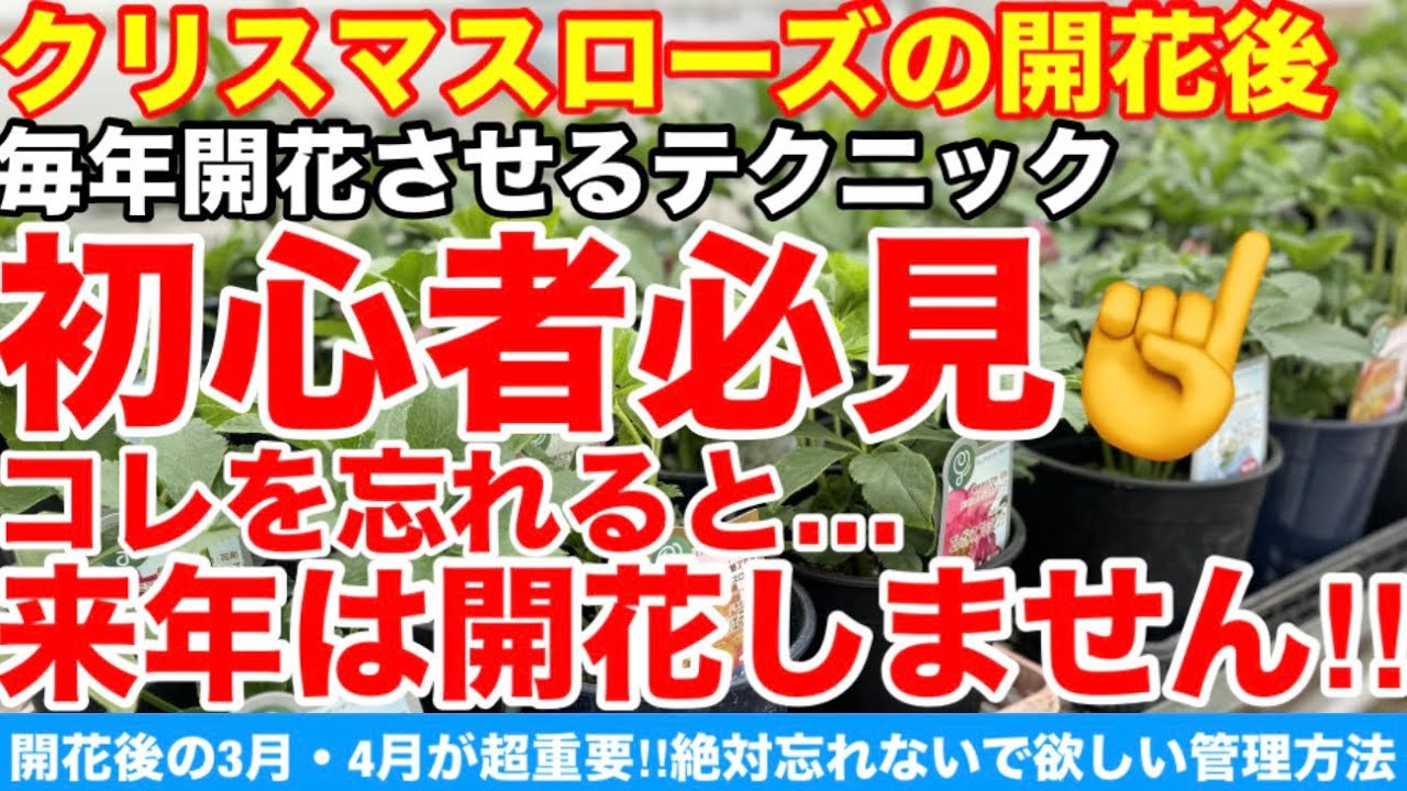 【クリスマスローズの開花後】初心者必見‼︎コレを忘れると来年は開花しません‼︎Ver602【カーメン君】【チューリップ】【球根】【宿根】