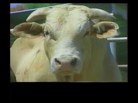 RDVideo - Bodacious Master of Disaster