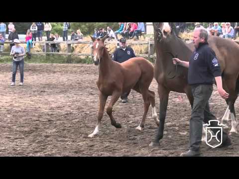 NF214 Stutfohlen von Casall   Carthago   Calando I Apple Geräte HD Höchste Qualität