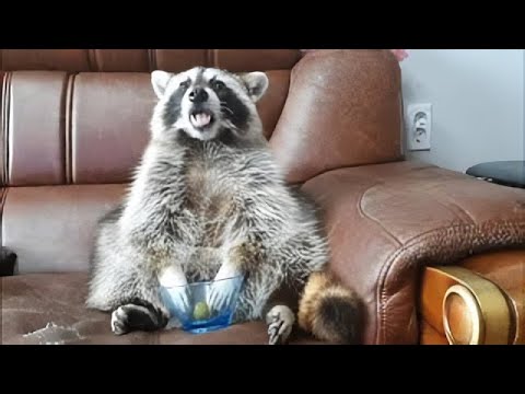 This raccoon's reaction when it runs out of grapes is just priceless