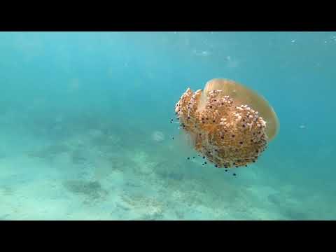 Kroatien 2020 Camping Urlaub Edit 4 Wochen in 5 min