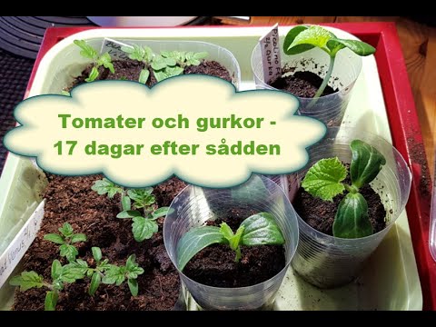 , title : 'Tomater och gurkor  17 dagar efter sådden'