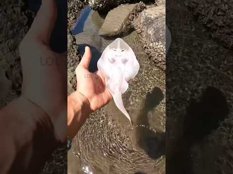 Help marine animals whenever possible😢❓