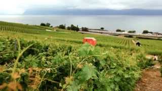 preview picture of video 'Lavaux Hiking'