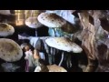 Journey To The Center Of The Earth