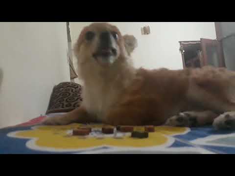 Eating Dinner... by bebo