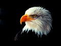 Relaxing Eagle ️ Flying Video With Super Calming Music For Meditation ‍ ️ Study Work