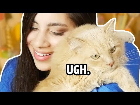My Cat Stealing The Spotlight for 3 Minutes Straight | An Opie Compilation