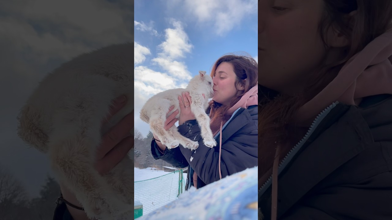 Welcome, little one! #farming #animals #cuteanimals #goat #baby #farmlife #hellolilly #babygoat