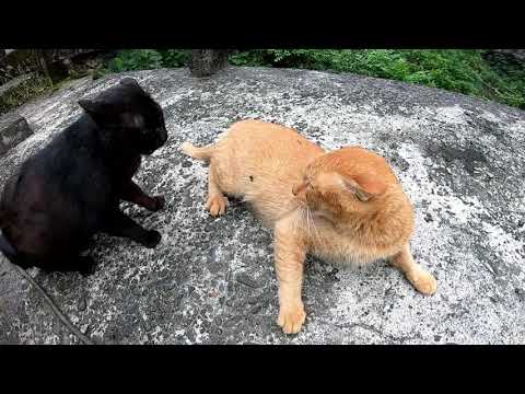 two stray cats yowling