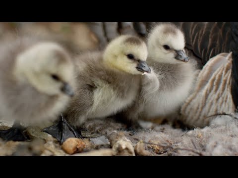 , title : 'Así son los primeros pasos de una cría de ganso | National Geographic España'