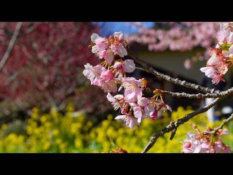 Matsuda Cherry Blossom Festival Montage - Nishihirabatake Park, Kanagawa prefecture, Japan