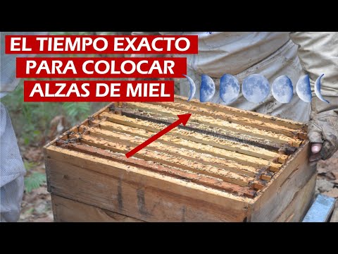 ✅THE BEST TIME TO INSTALL HONEY SUPERS AND HARVEST LOTS OF HONEY | BEEKEEPING