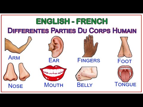 Les Parties du Corps Humain en Anglais pour les Débutants