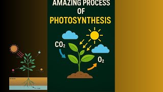 AMAZING PROCESS OF PHOTOSYNTHESIS! photosynthesis, process of photosynthesis.