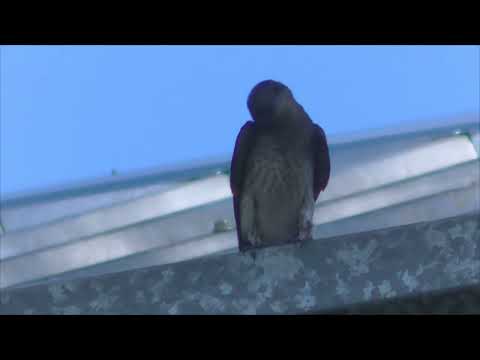 Cantos de aves Golondrinas Esperanza Santa Fe Argentina 2023