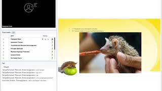Грызуны. Даурский еж питание. Прием ежа. Ежиха и еда. Обыкновенный ёж с ежатами.