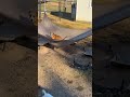 Video thumbnail 12 — Bourbon Mar 24 - An SOS Dog