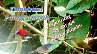 Download lagu Suara Pikat Pijantung Kombinasi Cikrak Bambu Sepahraja Dijamin Ampuh mp3