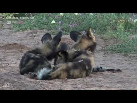 Wild Earth ~ The Painted Wolves