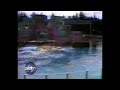 Real TV Orca Incident
