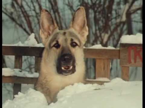Пёс, сметана и труба (1970)