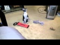 Zapp Our Devon Rex Jumping In Slow Motion
