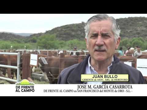 DE FRENTE AL CAMPO junto a HEREFORD - JUAN BULLO -