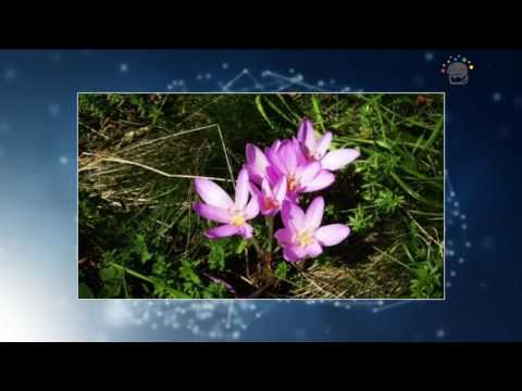 Prežihov Voranc: Solzice