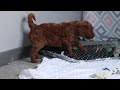 Goldendoodle dogs for sale: Willow - Video 1