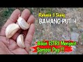 Rahasia 3 Siung BAWANG PUTIH Banyak Yang Belum Tahu