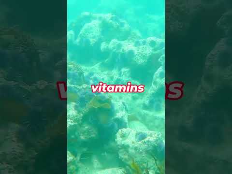 Seaweed: The New Superfood Revolutionizing Nutrition #superfood#shorts