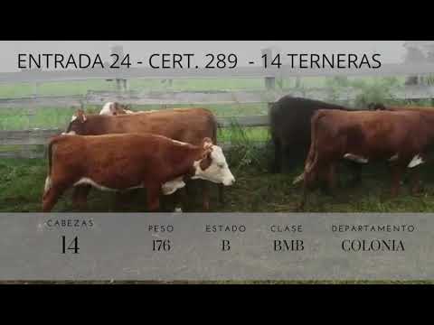 Lote 14 Terneras 7HE,  1AA,  1NO,  1RA,  1AAxHE,  2HExNO,  1RAxHE 176kg -  en RUTA 11, KM 20
