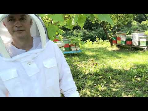 OBUKA MLADOG PCELARA. 4.06.2022.