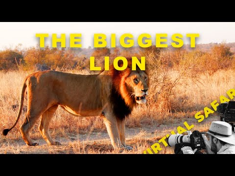 The Sabi Sand’s Biggest Lion? And a Leopard Moment That Left Us Speechless- Virtual Safari #280