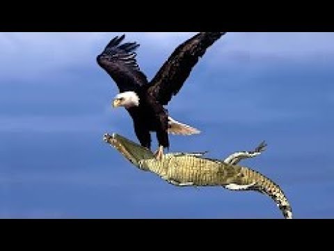 KRASSES BEST-OF ADLER ANGRIFFE