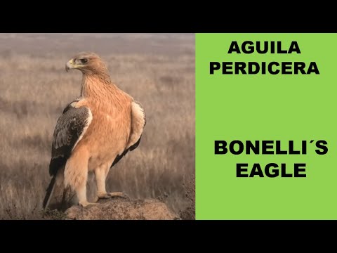 Aguila Perdicera joven 2020 1