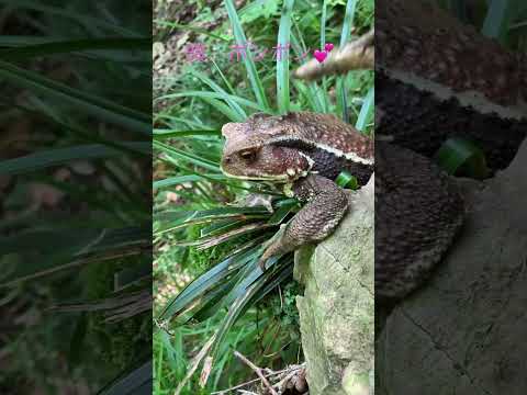 園芸 助産師のヒキガエル、庭のフルート奏者