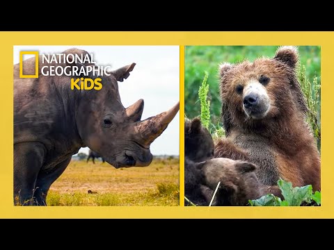 Super Animals Full Episode Compilation 💥🦸 | @natgeokids