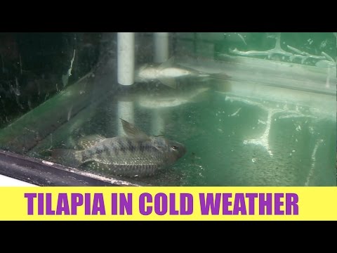 download lagu mp3 mp4 Tilapia Temperature, download lagu Tilapia Temperature gratis, unduh video klip Tilapia Temperature