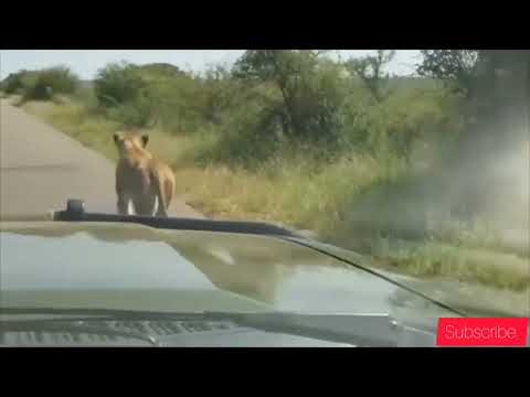 LIONESS TACTICAL TACTIC FAIL HER WHILE HUNTING THE GIRAFFE