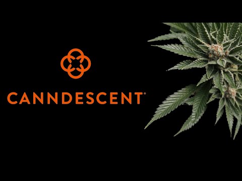The Art of Flower: Canndescent - Pioneers of Luxury Cannabis, Harvesting 10,000+ Pounds Annually